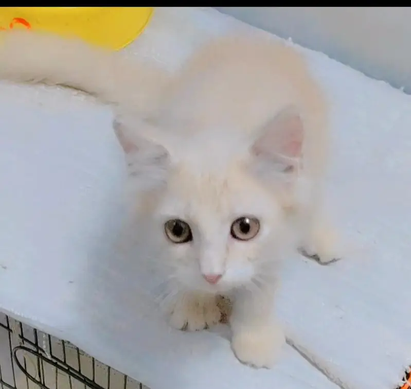 Persian kitten — photo 5