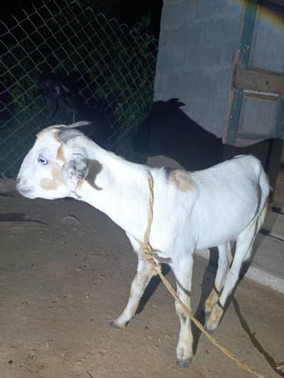 1 bakra for sale