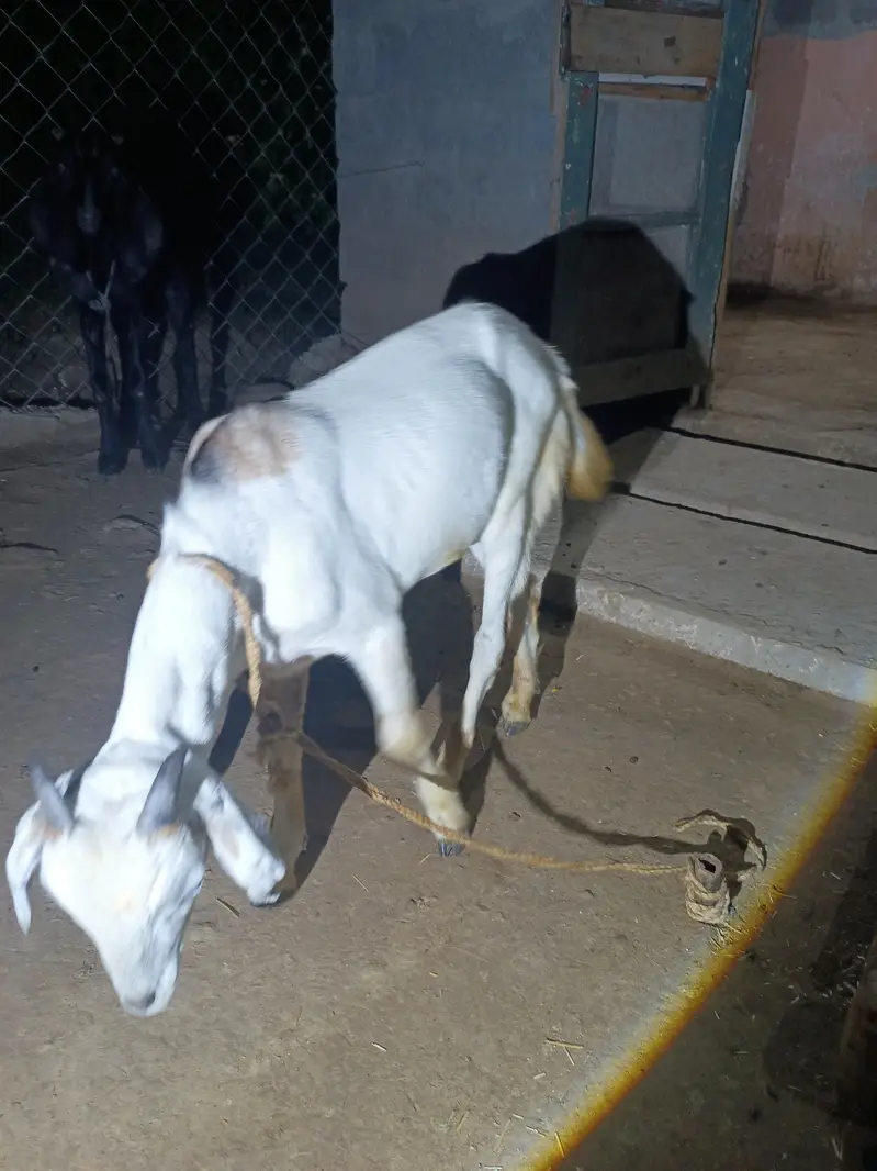 1 bakra for sale — photo 2