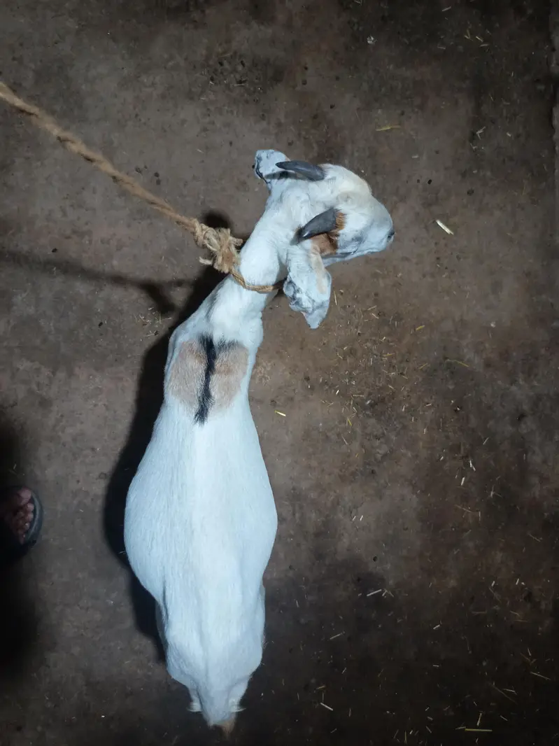 1 bakra for sale — photo 3
