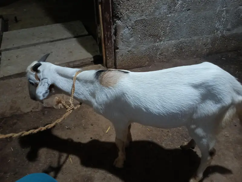 1 bakra for sale — photo 4