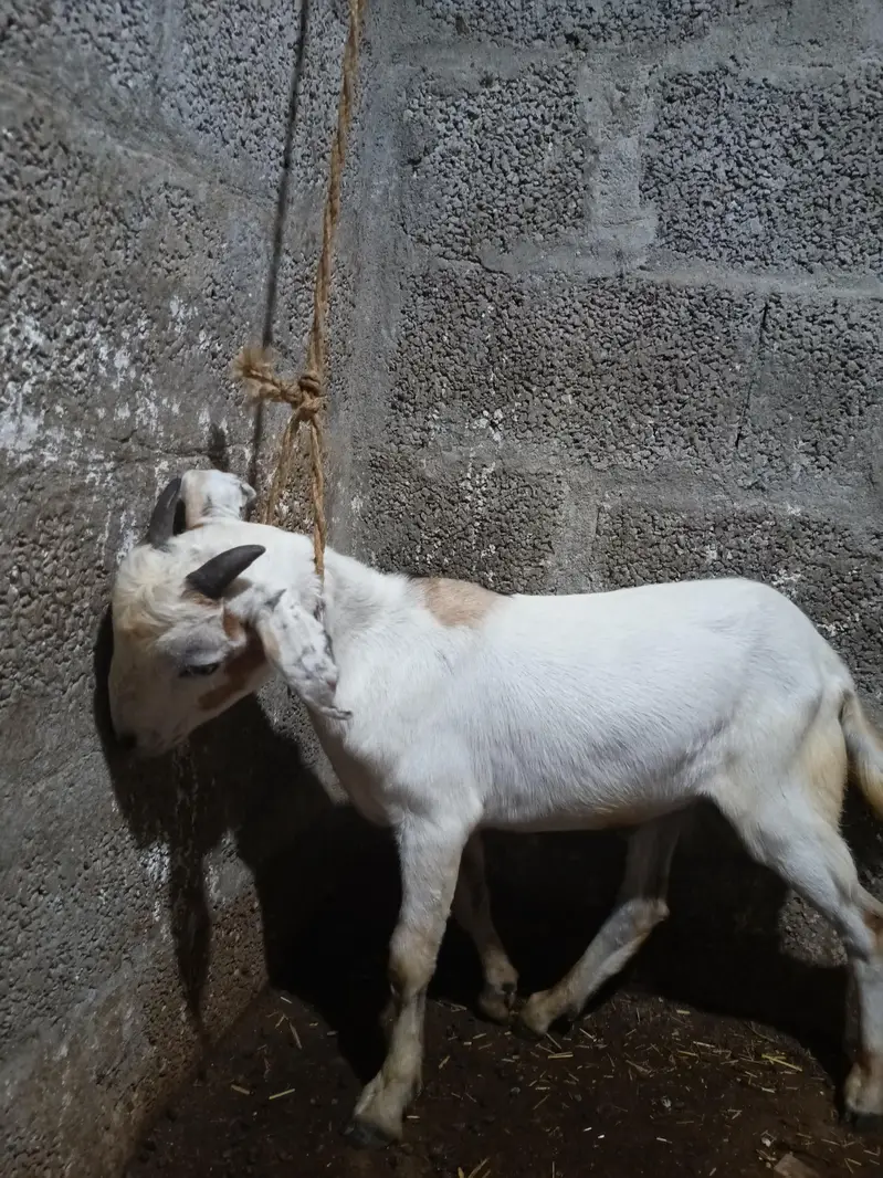 1 bakra for sale — photo 5