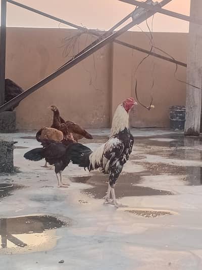 5 total