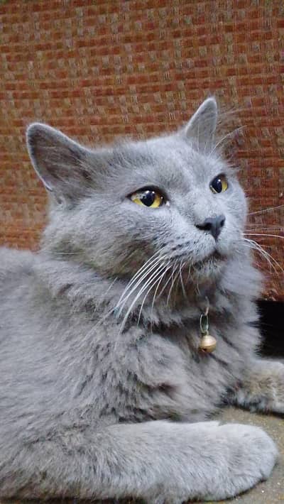 British shorthair