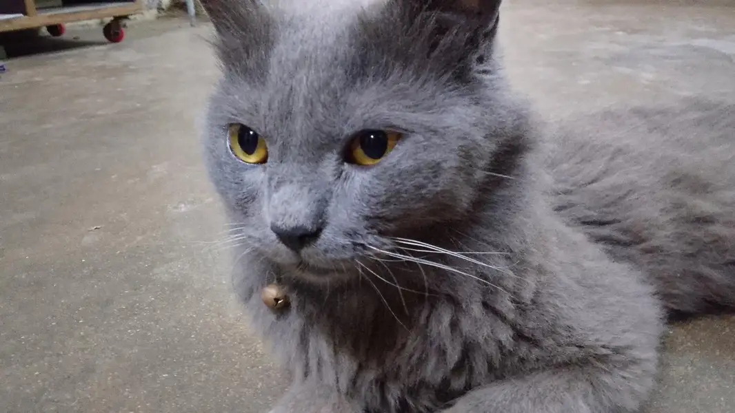 British shorthair — photo 2