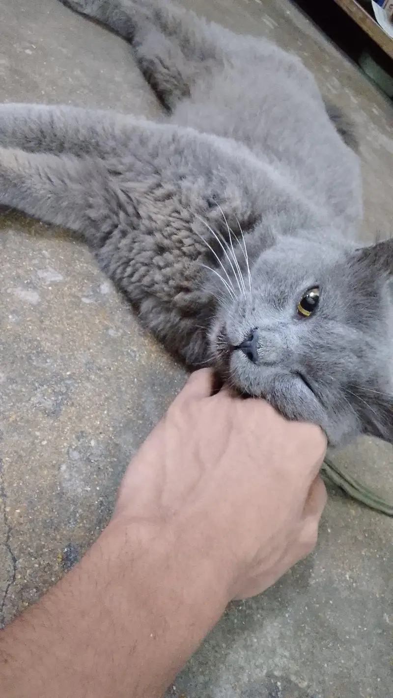 British shorthair — photo 3