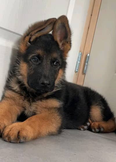 German shepherd puppies for sale healthy