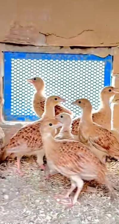 dakhni irani tetar chiks for sale location khushab