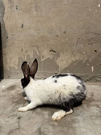 Rabbits