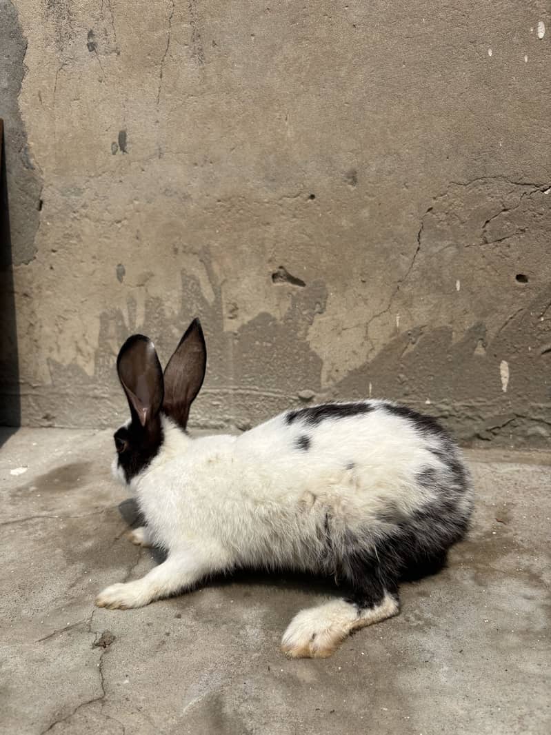 Rabbits 0