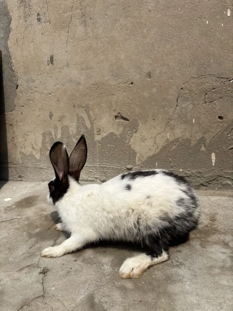 Rabbits