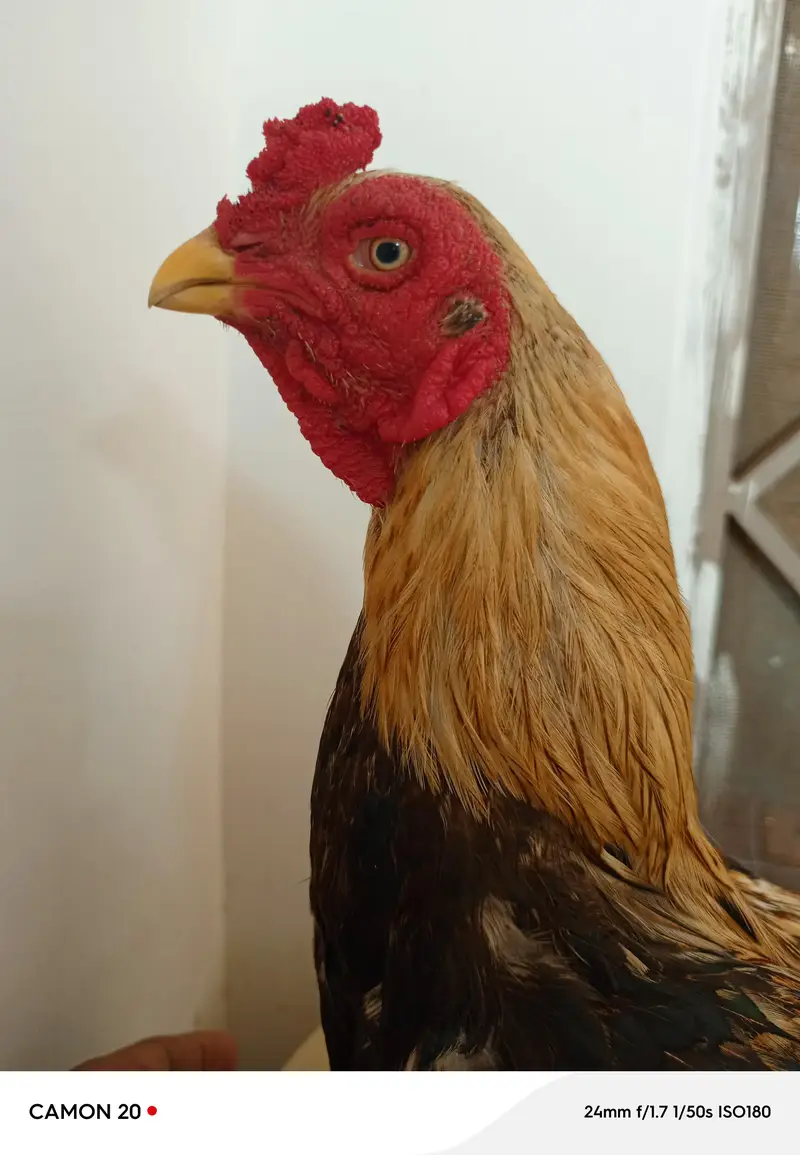 urgent for sale — photo 2