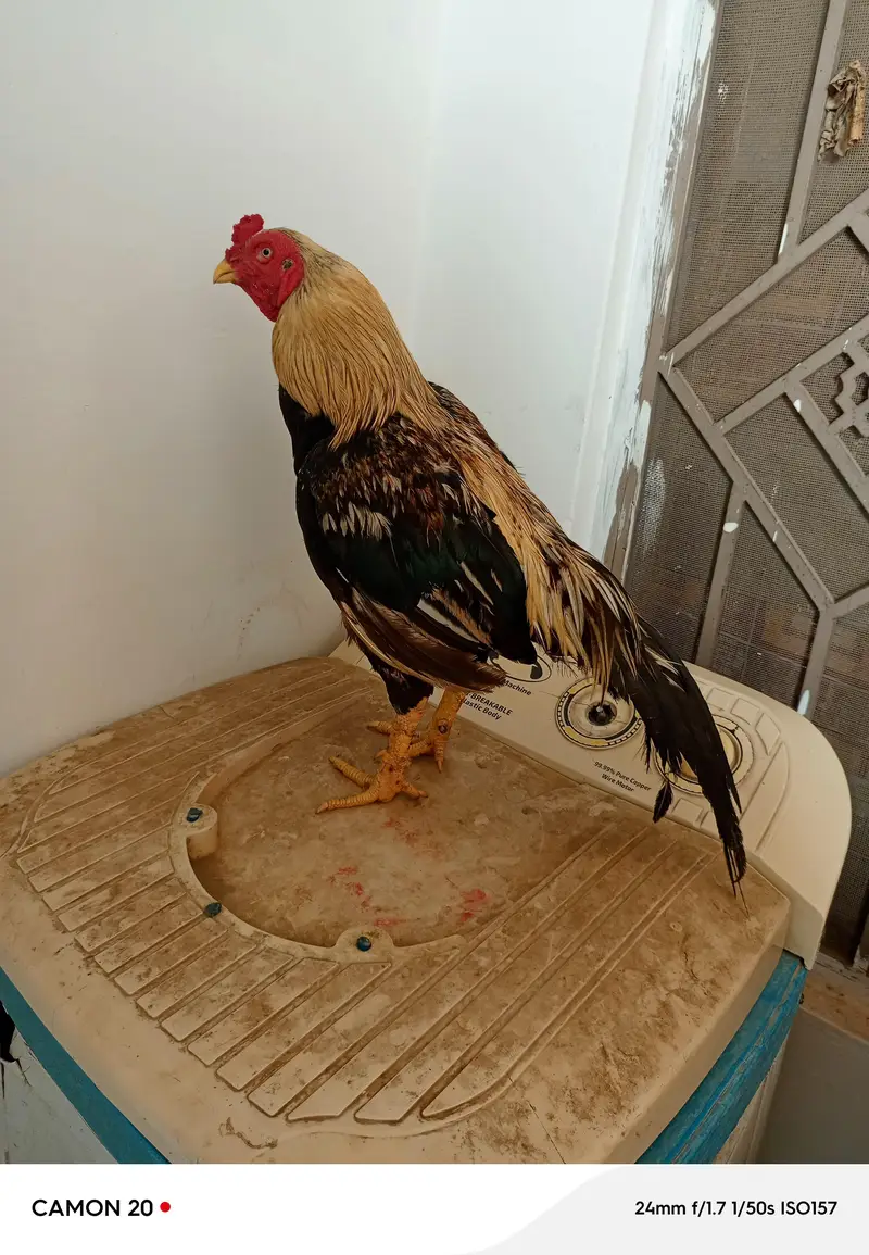 urgent for sale — photo 3