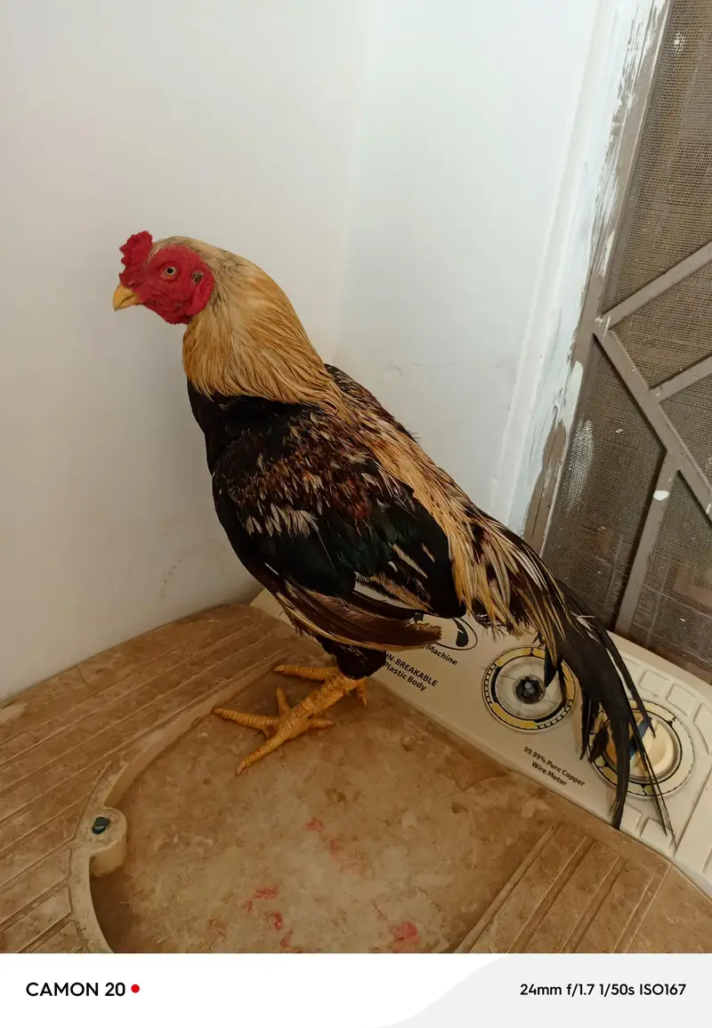 urgent for sale — photo 4