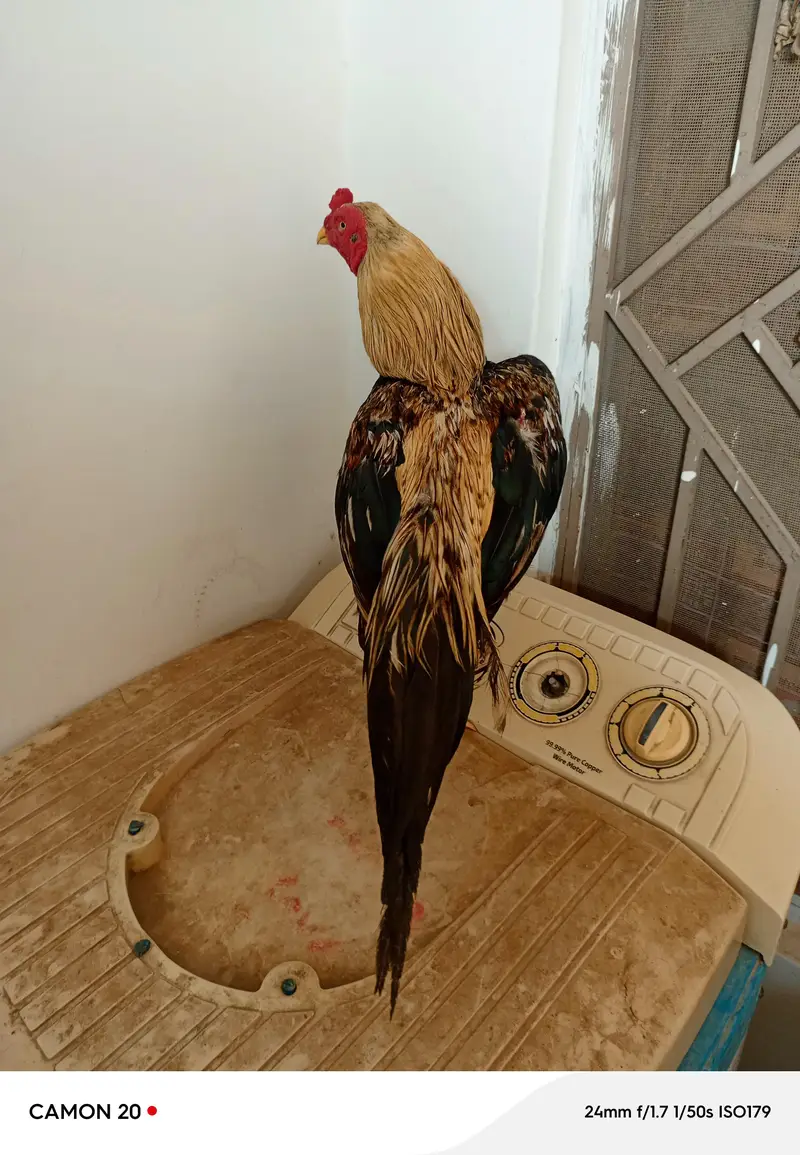 urgent for sale — photo 5