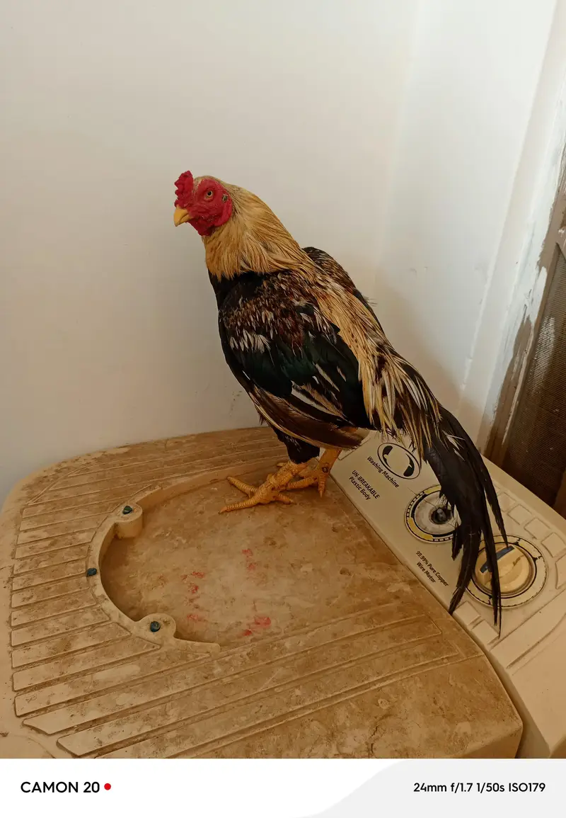 urgent for sale — photo 6