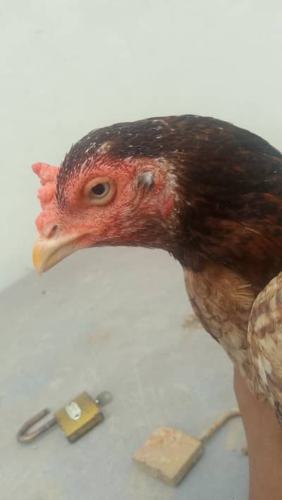 kurak female