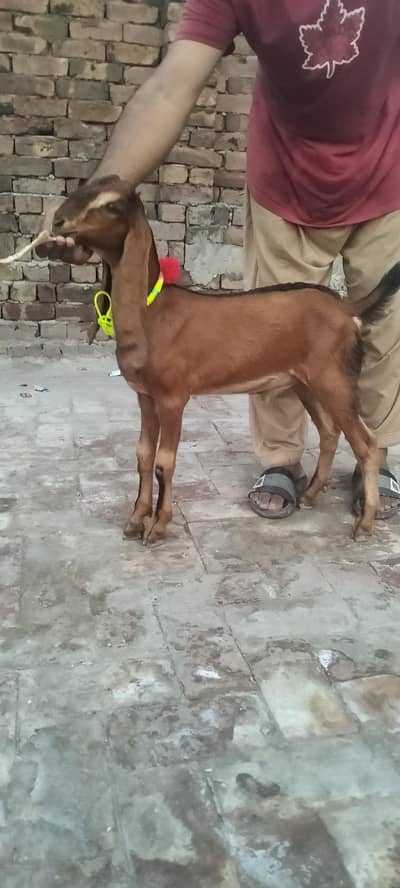 nagari bakra aur bakri