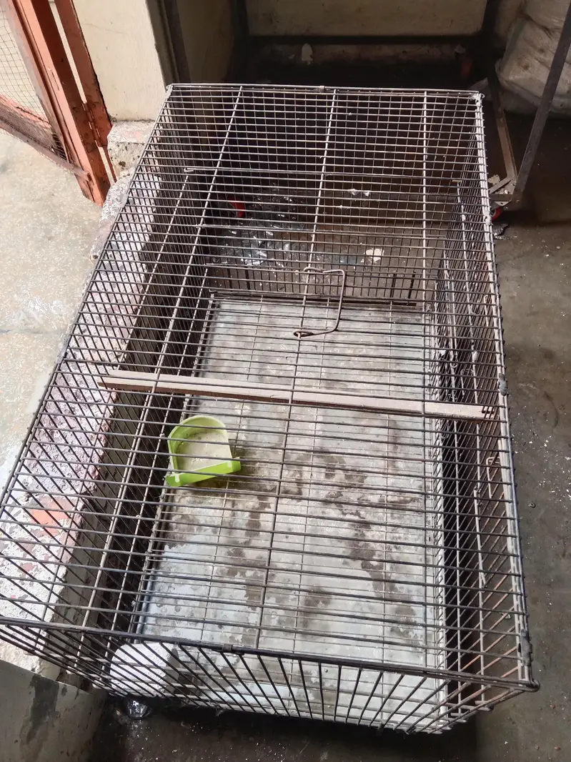 cage ( size 2*1.5*1.5 ) . Whatsapp number 03330031118 — photo 2