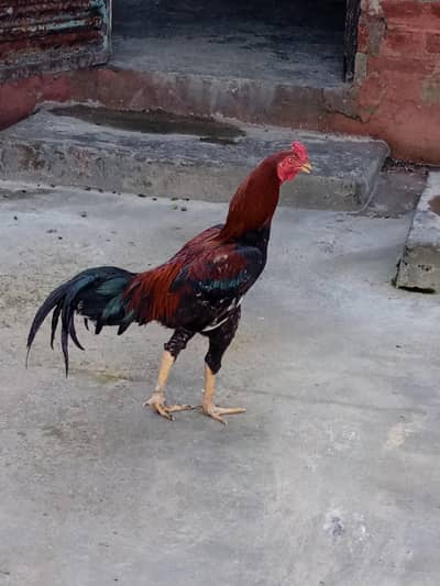 healthy beautiful hen