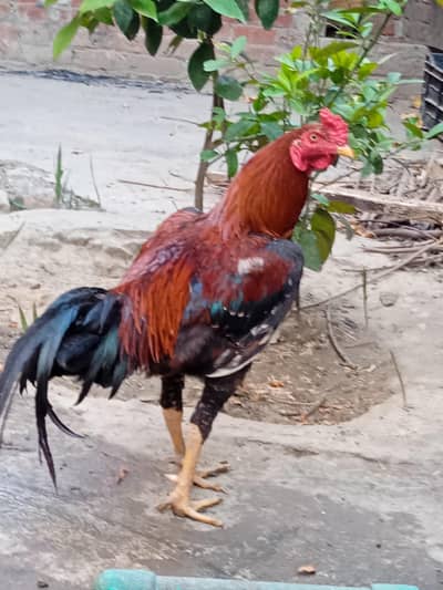 healthy beautiful hen