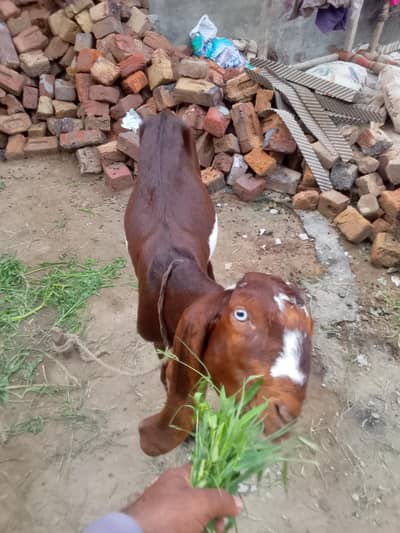 Arjun sale for goats