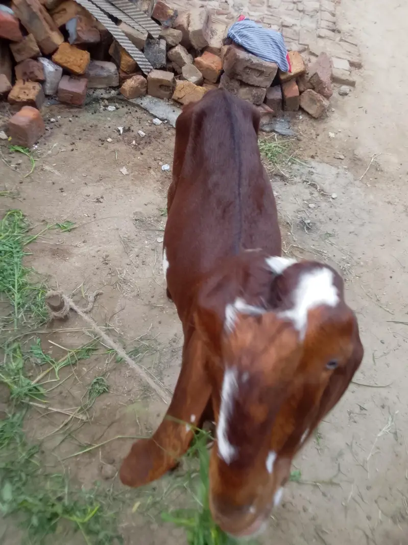 Arjun sale for goats — photo 3