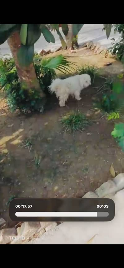 Dog for sale cnt no 03148062651