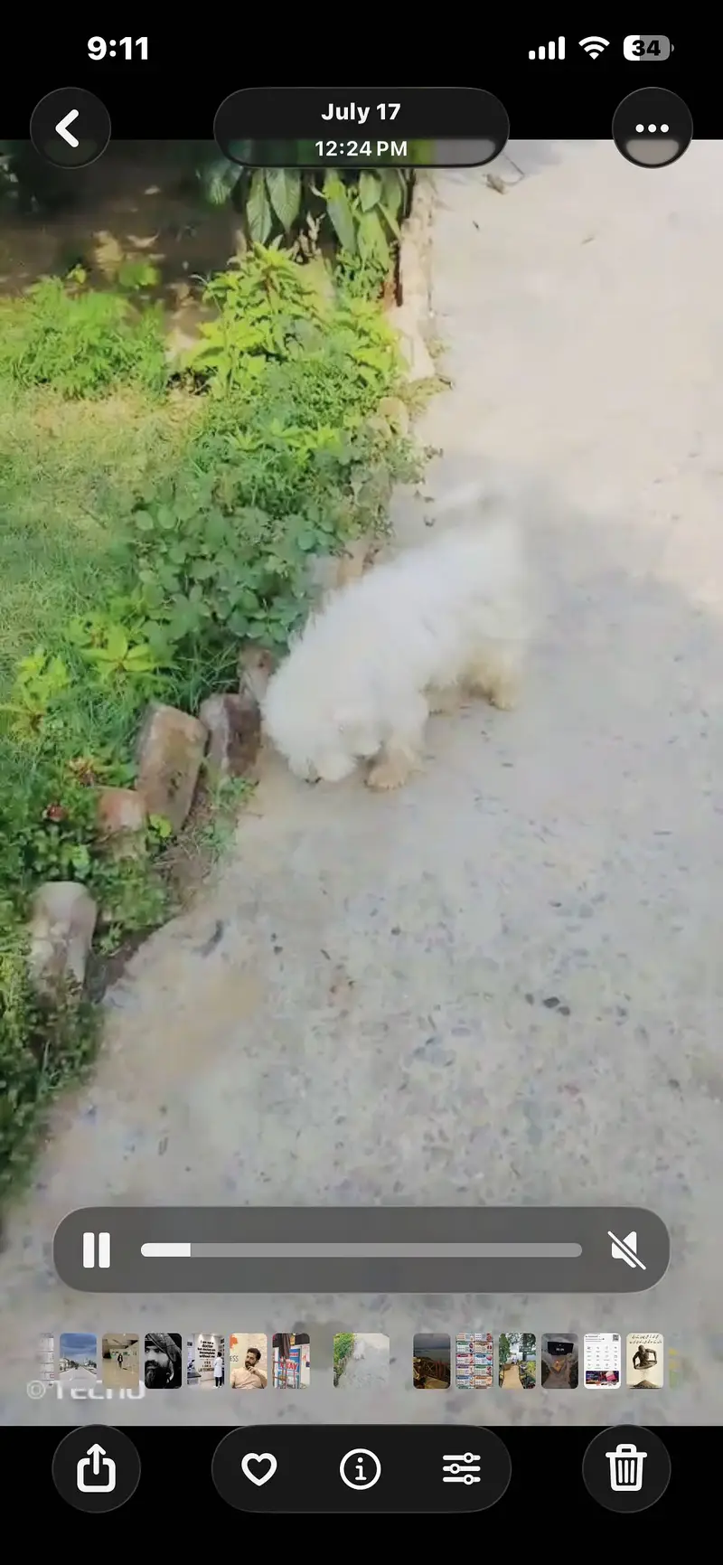 Dog for sale cnt no 03148062651 — photo 2