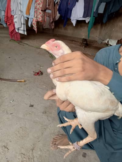 Heera Aseel