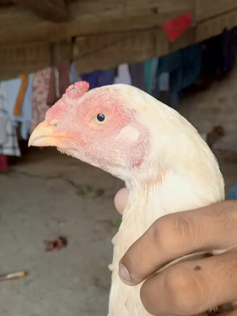 Heera Aseel — photo 3