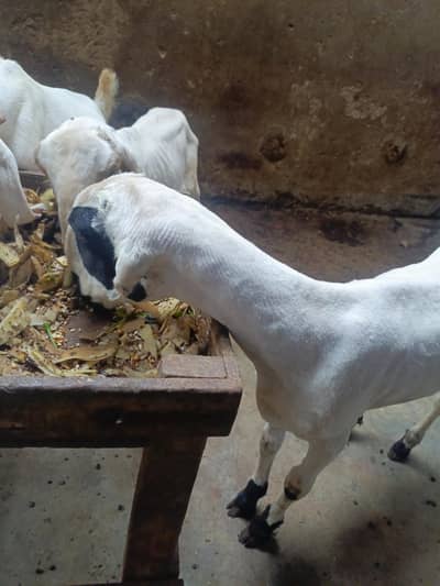pure mundra