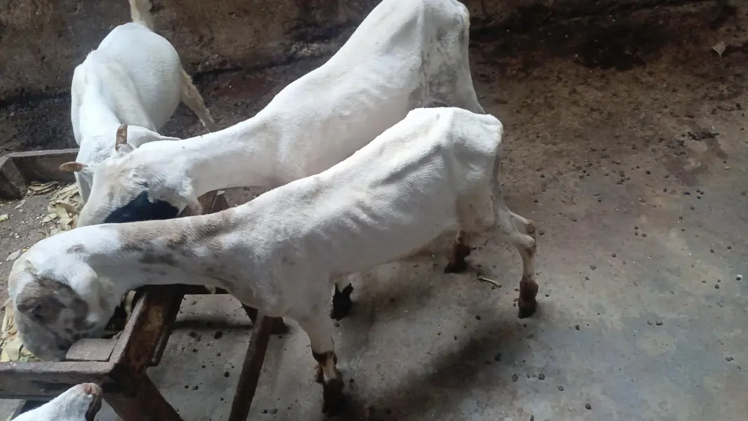 pure mundra — photo 2