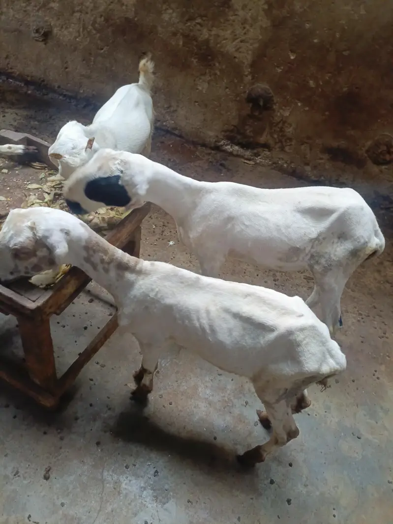 pure mundra — photo 3