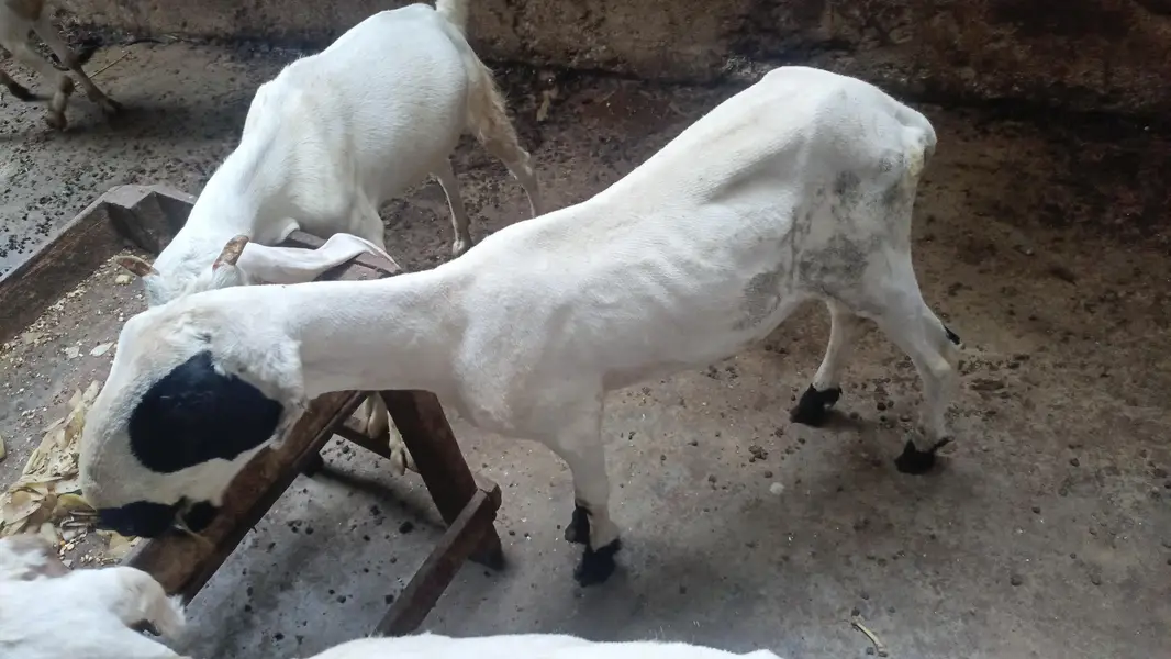 pure mundra — photo 4
