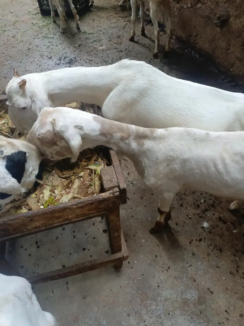 pure mundra — photo 5
