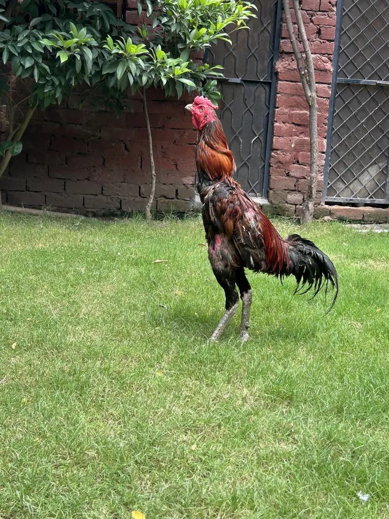 Pakistani x Thai aseel — photo 3