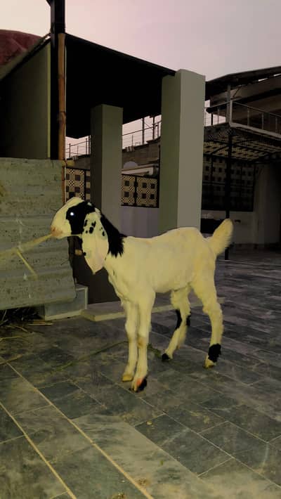 Gulabi mashallah active bakra