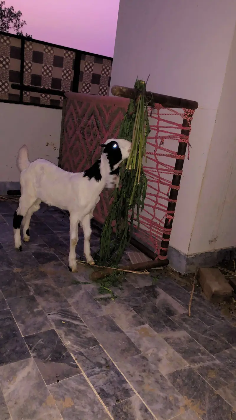 Gulabi mashallah active bakra — photo 2