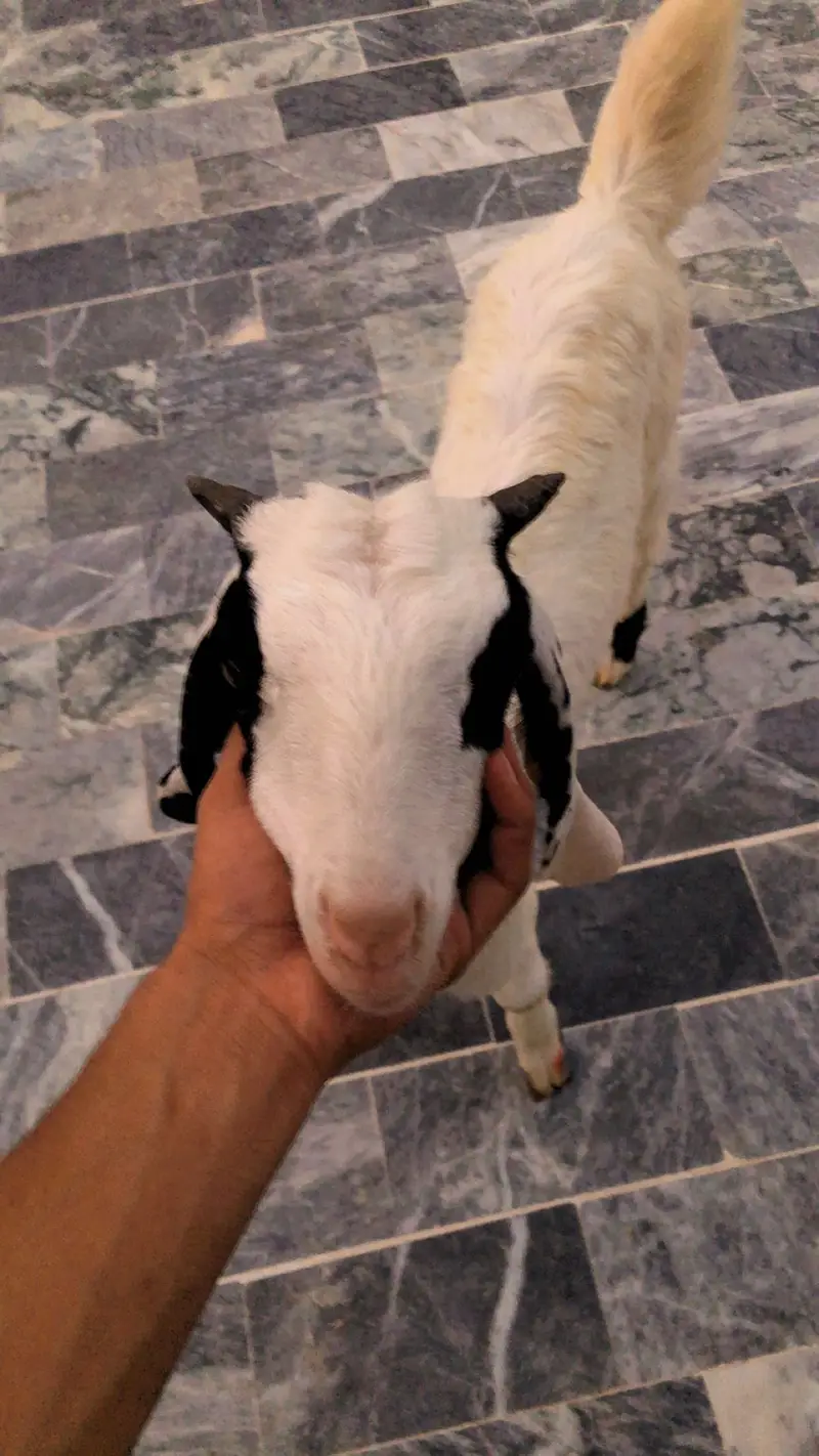Gulabi mashallah active bakra — photo 3