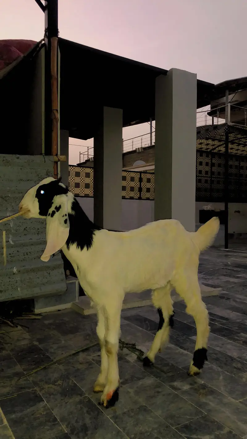 Gulabi mashallah active bakra — photo 4