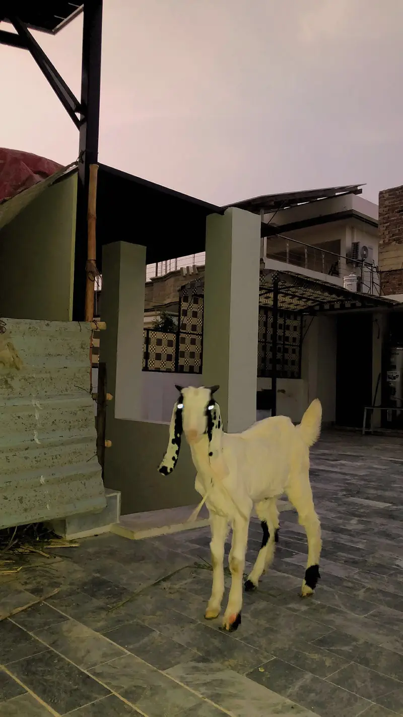 Gulabi mashallah active bakra — photo 5