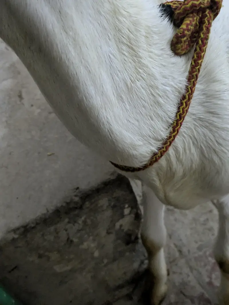 Russian tadda gulabi beauty  hy — photo 5
