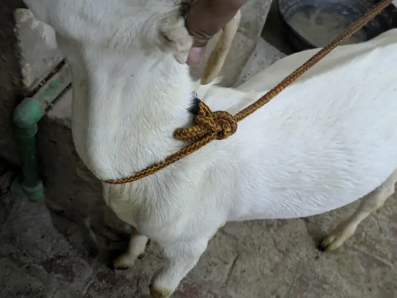 Russian tadda gulabi beauty  hy — photo 6