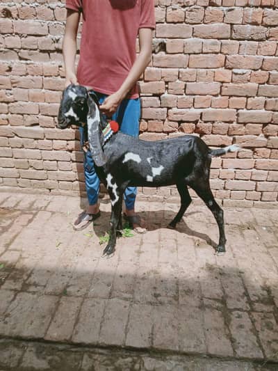 Kali dabi out class path for sale