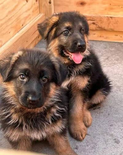 German shepherd puppies for sale healthy