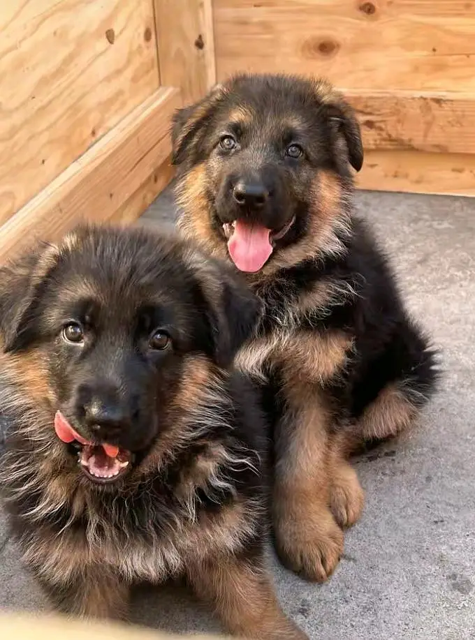 German shepherd puppies for sale healthy — photo 2