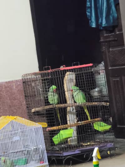 Semi Tame Raw Breeder pair for sale .