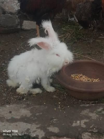 rabbit for sale