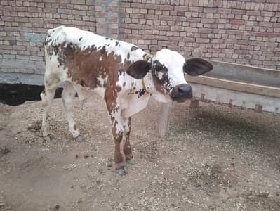 2 cholistani bachy, 2 Australian cows 